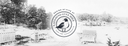 The Laughing Gull Hill Logo is overlayed on a vintage picture of Cotuit Harbor.